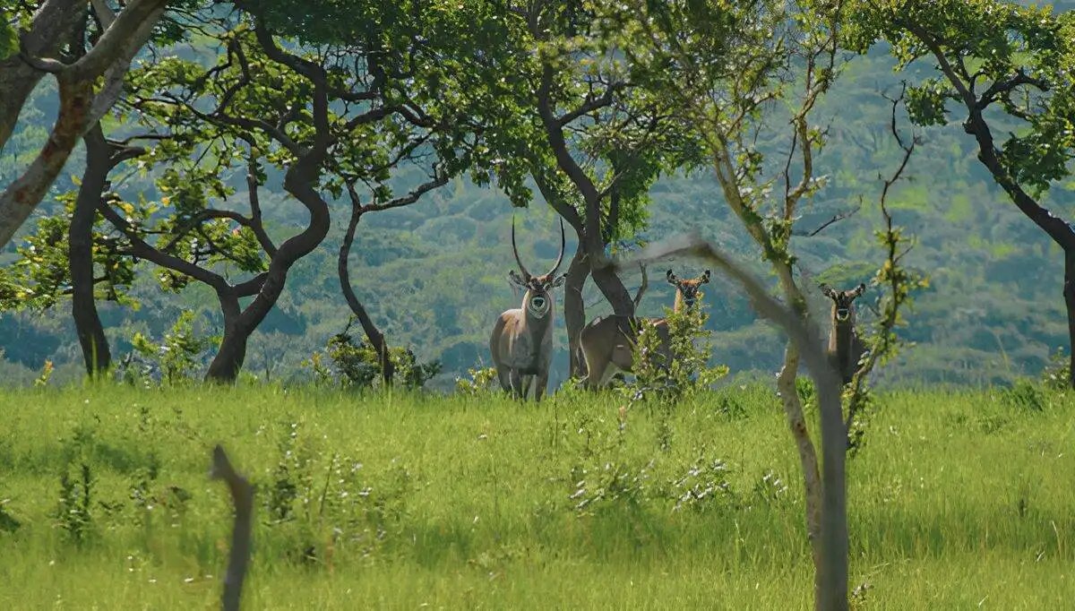 Hôtel Ruvubu à Cankuzo